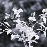 Entry image for Fluttering Beauties