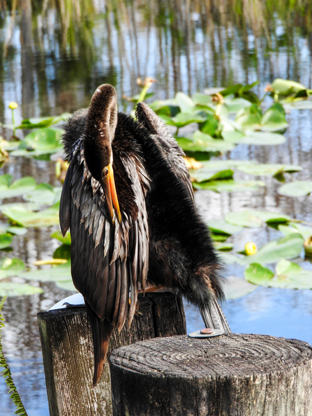 Entry image for Anhinga: The Art of Preening. Clicking this image will show a larger photo