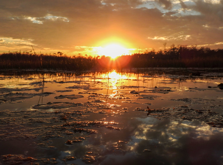 Entry image for Glades Glow. Clicking this image will show a larger photo