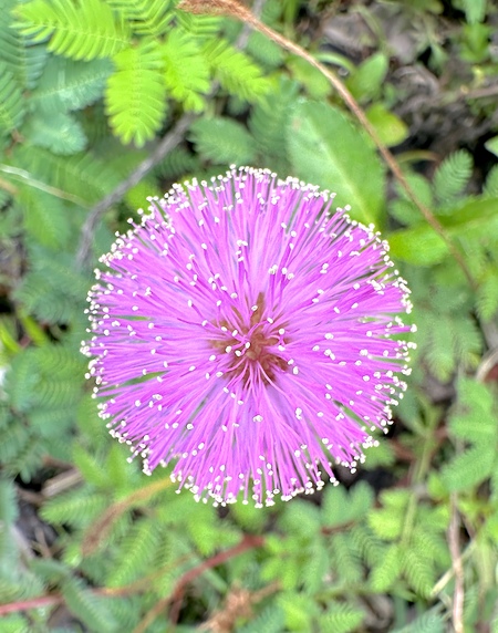 Entry image for Flowerworks Display. Clicking this image will show a larger photo