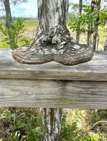 Entry image for Nature Always Wins. Clicking this image will show a larger photo