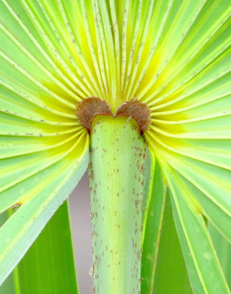 Entry image for Let's Be Fronds. Clicking this image will show a larger photo