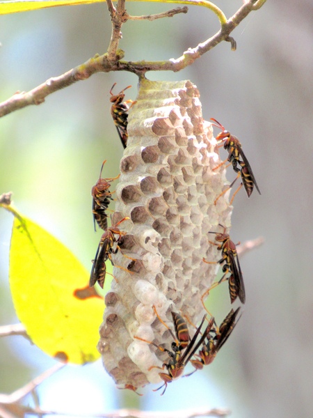 Entry image for Gimme Hive!. Clicking this image will show a larger photo