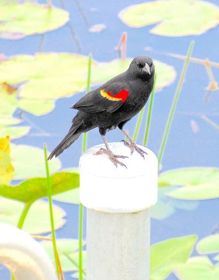 Entry image for Red-Winged Blackbird. Clicking this image will show a larger photo