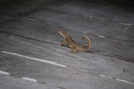Entry image for Lounging Lizard. Clicking this image will show a larger photo