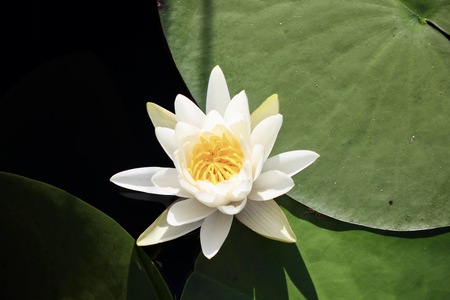 Entry image for Stillness in Bloom. Clicking this image will show a larger photo