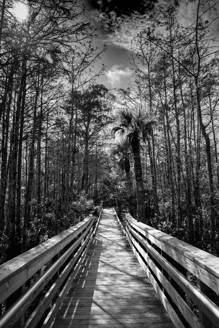 Entry image for Breath Of The Wetlands. Clicking this image will show a larger photo