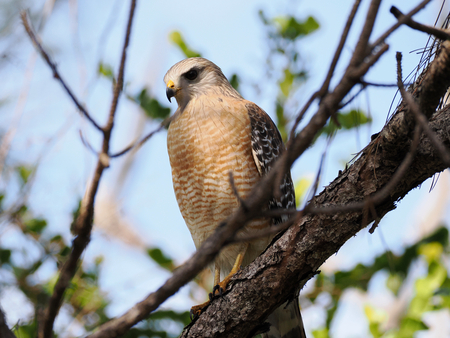 Entry image for Eyes on the Prize. Clicking this image will show a larger photo