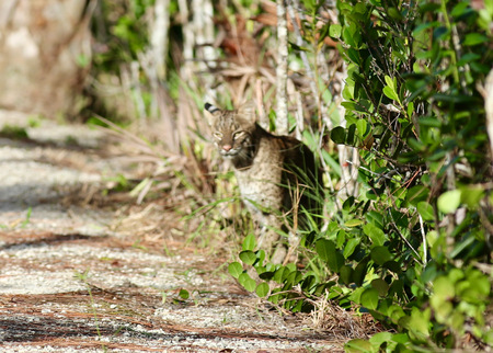 Entry image for Bobcat. Clicking this image will show a larger photo