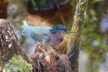 Entry image for Hunting. Clicking this image will show a larger photo