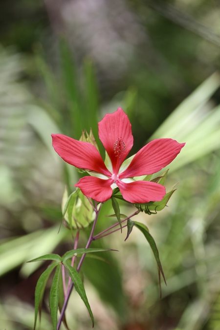 Entry image for Red Beauty . Clicking this image will show a larger photo