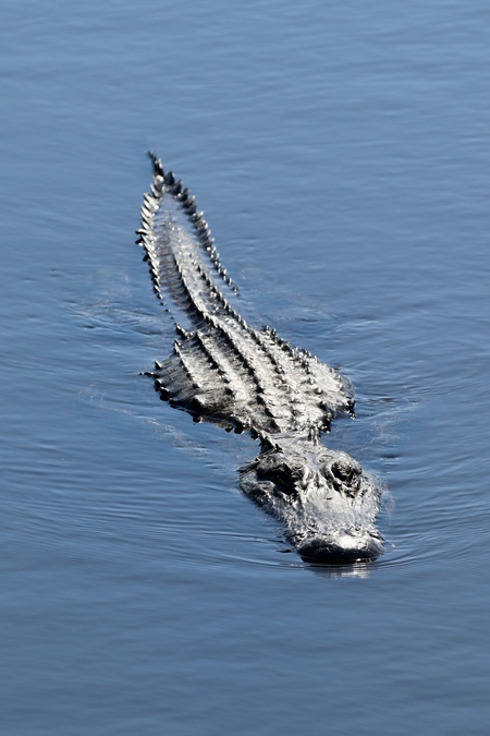 Entry image for Here I Come. Clicking this image will show a larger photo