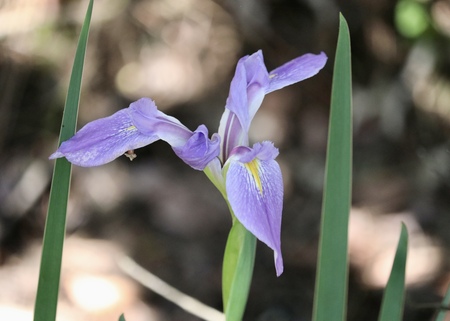 Entry image for Pretty in Purple . Clicking this image will show a larger photo