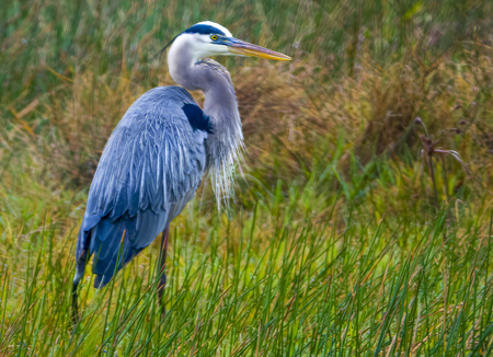 Entry image for Blue Magic. Clicking this image will show a larger photo