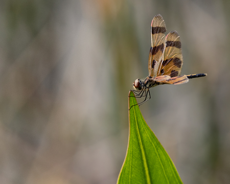 Entry image for Perched Precision. Clicking this image will show a larger photo