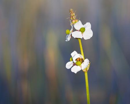 Entry image for The Visitor. Clicking this image will show a larger photo