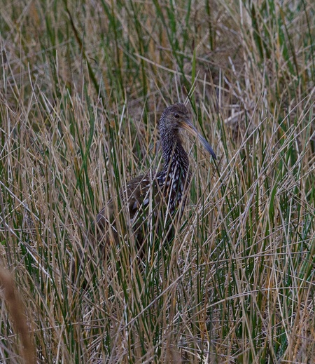 Entry image for Hidding. Clicking this image will show a larger photo