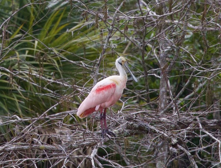 Entry image for Nesting Checking . Clicking this image will show a larger photo