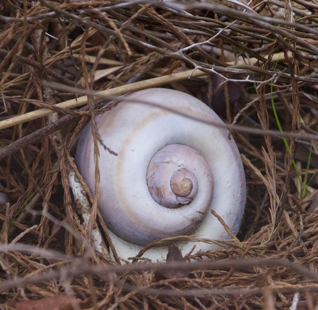 Entry image for Snail Time . Clicking this image will show a larger photo