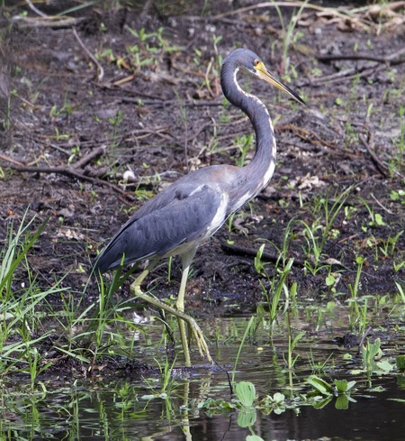 Entry image for Walk This Way. Clicking this image will show a larger photo