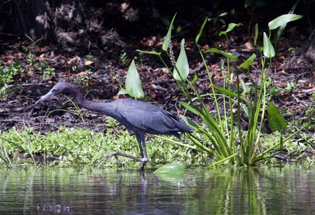 Entry image for Looking for Lunch. Clicking this image will show a larger photo