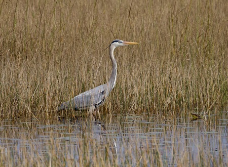 Entry image for Nothing Better than Grassy Waters. Clicking this image will show a larger photo