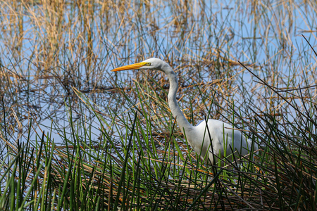 Entry image for Grassy Great Egret. Clicking this image will show a larger photo