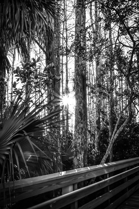 Entry image for Shining Through. Clicking this image will show a larger photo