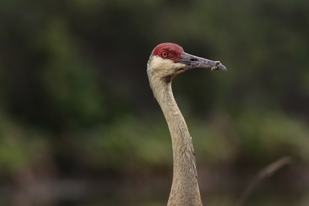 Entry image for Face to Face. Clicking this image will show a larger photo