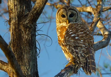 Entry image for Barred Owl. Clicking this image will show a larger photo