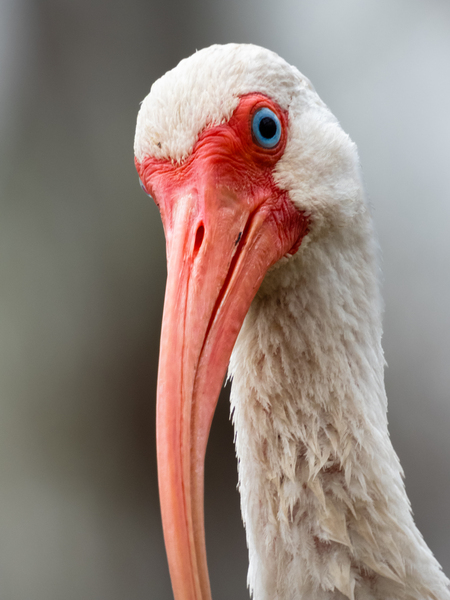 Entry image for The curious Ibis . Clicking this image will show a larger photo