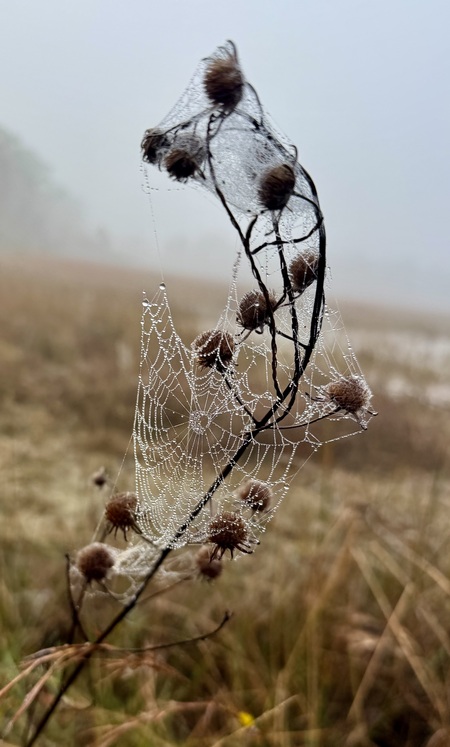 Entry image for Spider Condo. Clicking this image will show a larger photo