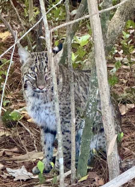 Entry image for Bob the Cat. Clicking this image will show a larger photo