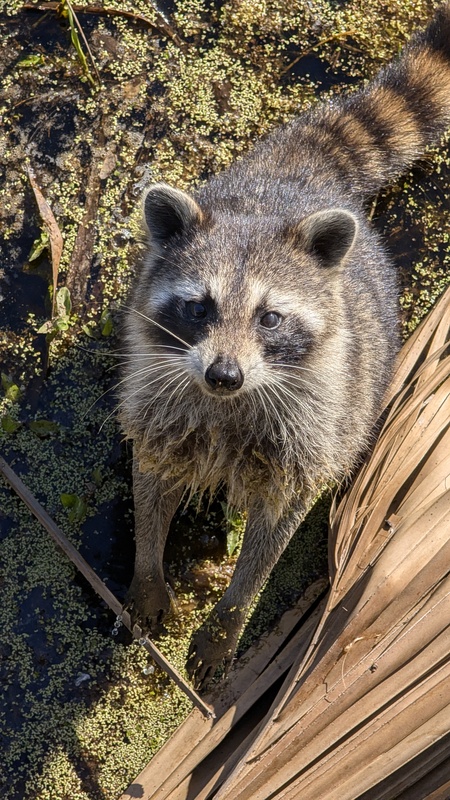 Entry image for Racoon. Clicking this image will show a larger photo