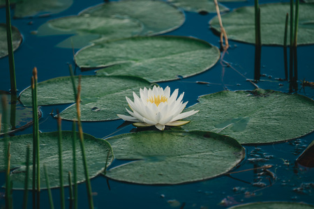 Entry image for In Bloom. Clicking this image will show a larger photo