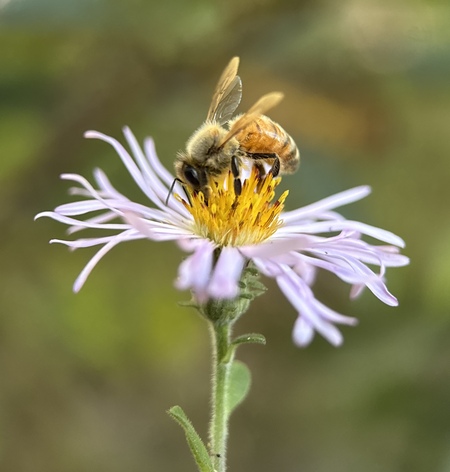 Entry image for Pollinating Royalty. Clicking this image will show a larger photo