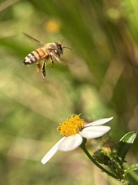 Entry image for Humble Laborer. Clicking this image will show a larger photo