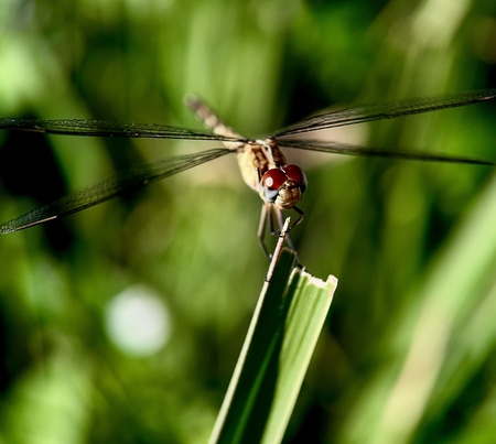 Entry image for Crimson Nymph. Clicking this image will show a larger photo