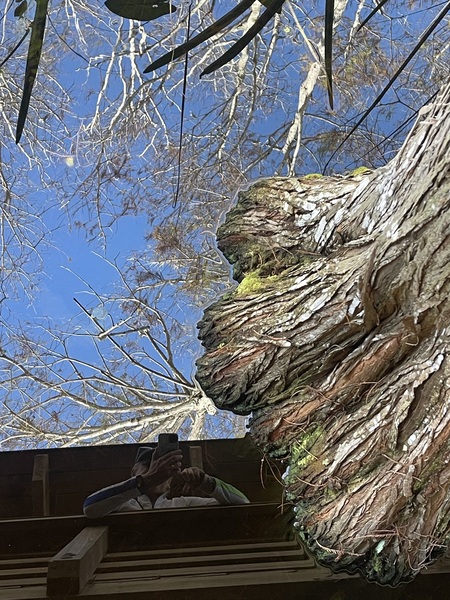 Entry image for Who’s Dream Is It?. Clicking this image will show a larger photo