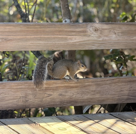 Entry image for Bushy 'Tales'. Clicking this image will show a larger photo