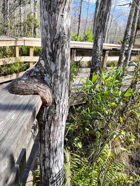 Entry image for Still, and Unbothered. Clicking this image will show a larger photo