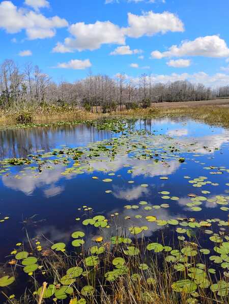 Entry image for Quiet Resilience. Clicking this image will show a larger photo