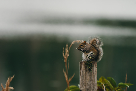Entry image for Lakeside Nibbles. Clicking this image will show a larger photo