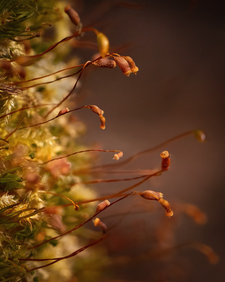 Entry image for Splendid Spores. Clicking this image will show a larger photo