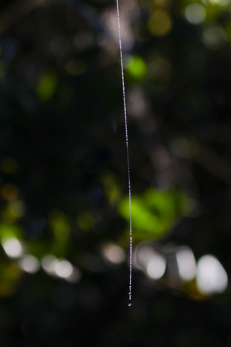 Entry image for Dew Drops. Clicking this image will show a larger photo