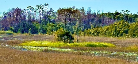 Entry image for Swamp Island. Clicking this image will show a larger photo