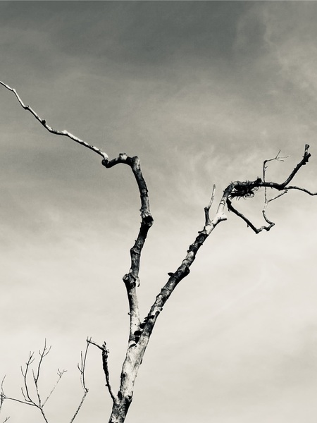 Entry image for DA TREE. Clicking this image will show a larger photo