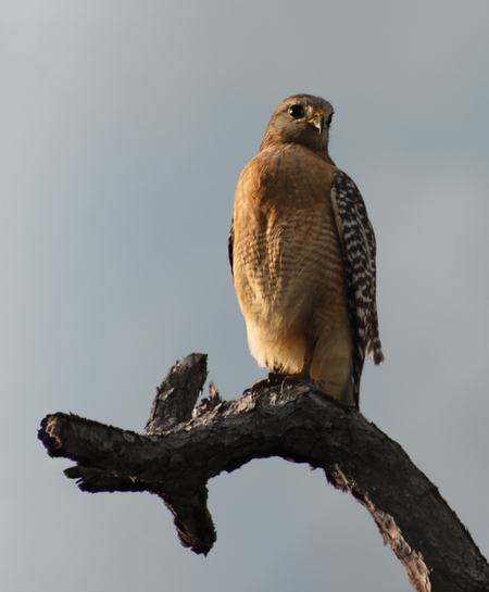 Entry image for High Perch. Clicking this image will show a larger photo