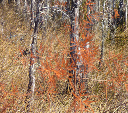 Entry image for Winter Colors. Clicking this image will show a larger photo