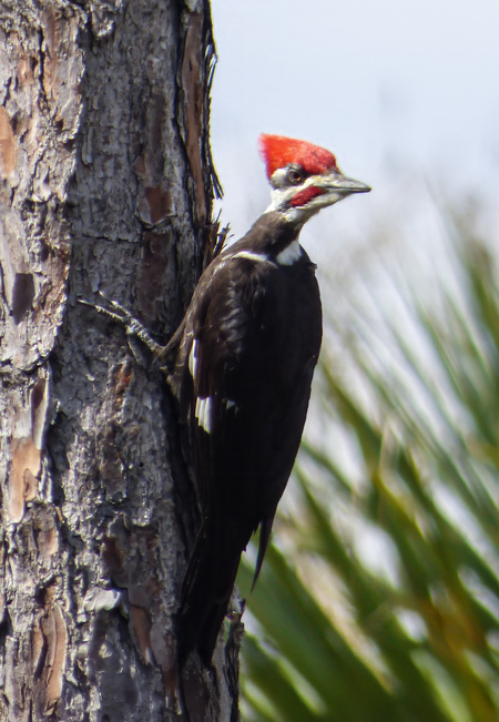 Entry image for Startled Pileated. Clicking this image will show a larger photo